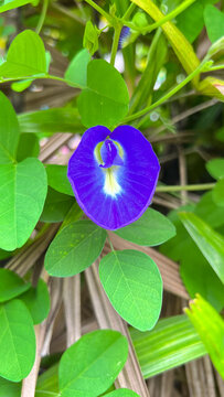 blue flower in the forest