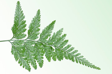 Close-up of the Davallia fern frond on the greenish background