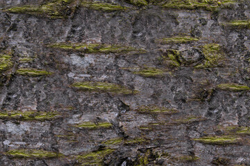 Background formed by the cork of a tree