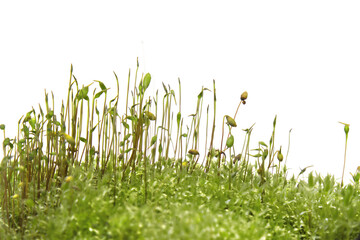 Close-up of Funaria moss isolated