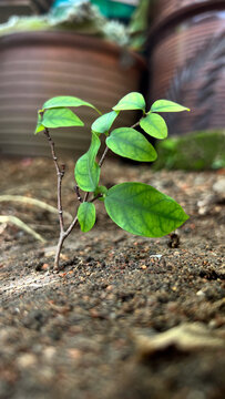 plant growing in the soil