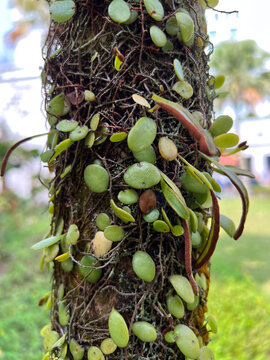 moss on tree
