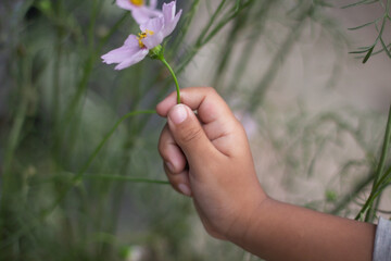 Fototapeta na wymiar A hand holds a flower and the background is blurred