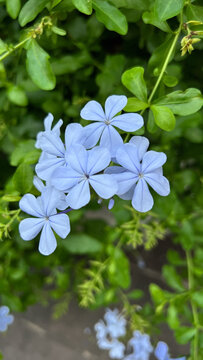 forget me not flowers