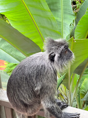 long-tailed monkey black face in jungle