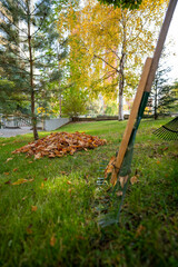 Fototapeta premium Dried leaves and rake that have fallen from the trees to the grass