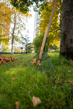 Dried leaves and rake that have fallen from the trees to the grass
