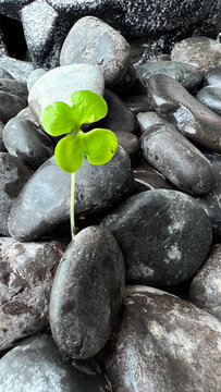 zen stones and leaf