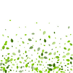 Mint Foliage Motion Vector Border. Forest Leaves