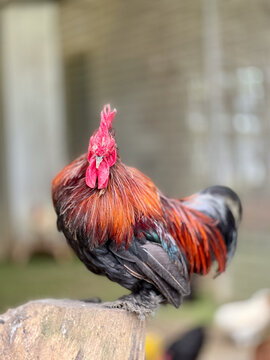 rooster in the farm