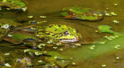 water frog, pelophylax esculentus, on a stone in a pond