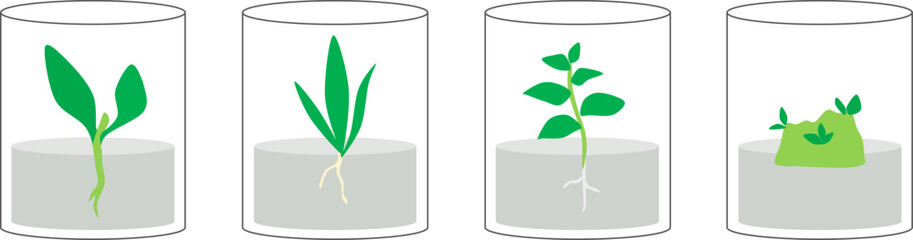 Vector illustration of plant tissue culture