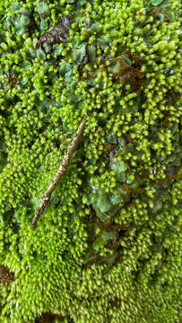 green moss on the stone