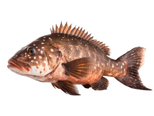 Fototapeta premium Mérou entier, détouré