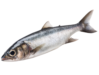 Hareng entier, détouré