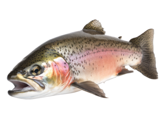 Truite arc-en-ciel détourée