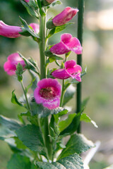 満開のジキタリス