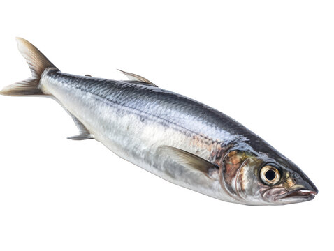 Hareng entier, d&eacute;tour&eacute;