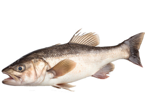 Merlu, Merlan entier, d&eacute;tour&eacute;