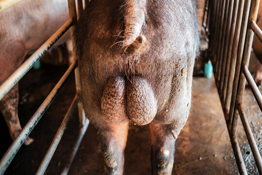 Close-up of testicles of breeding pigs on the farm,The back of the breeder pig