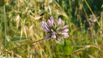 clover flower in the field