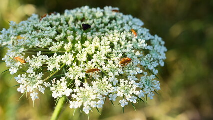 field beetles on white flowers