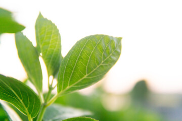 Obraz premium 夕日と小麦