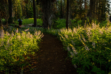 Morning Light Warms Lupine Blooms Along Trail