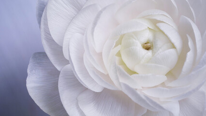 Macro photo of a white Ranunculus flower bud close-up on a gray background.Texture of soft buttercup petals.Beautiful banner of flowers.Scientific name is Ranunculus asiaticus.Wedding postcard. - obrazy, fototapety, plakaty