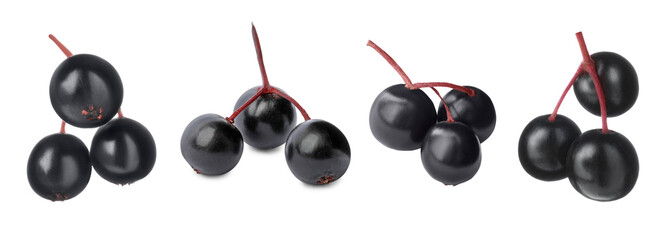 Set of fresh elderberries (Sambucus) on white background