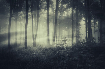 Obraz premium dark mysterious foggy woods at night