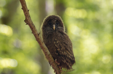 Portrait of a baby Ural owl sitting on a branch