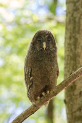 A baby Ural owl sitting on a tree branch