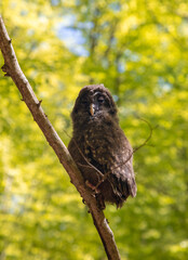 a close-up of a baby Ural owl (Strix uralensis) sitting on a branch in the forest