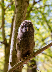 A close-up of a baby Ural owl on a branch in the forest