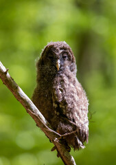 a close-up of a baby Ural owl (Strix uralensis) sitting on a branch in the forest