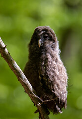 a baby bird Strix uralensis sitting on a branch in the forest