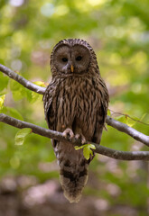 A Ural owl bird sitting on a tree branch