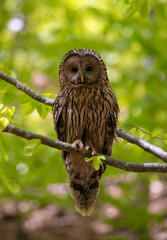 A close-up of a Ural owl bird on a branch in the forest