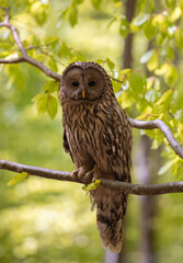 A Ural Owl (Strix uralensis) sitting on a branch