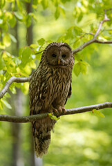 A Ural owl bird looking curiously