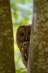 a close-up of the head of a Strix uralensis bird looking through tree trunks