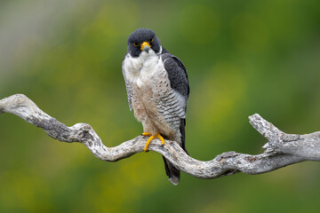Peregrine Falcon standing on branch with one foot with blurred background.