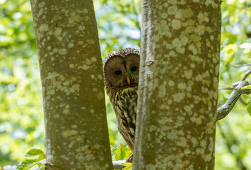 Hidden portrait of Ural owl looking from behind tree trunk, wild animal in nature habitat
