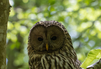 A close-up of the head of a Strix uralensis bird