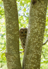 A close-up of a Ural owl watching from behind a tree trunk