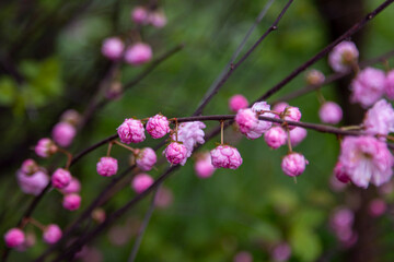 Beautiful blooming cherry tree branches with white flowers growing in a garden. Spring nature background.