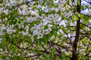 Naklejka premium Beautiful blooming pear tree branches with white flowers growing in a garden. Spring nature background.
