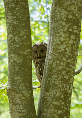 A Ural owl looking through the tree trunks