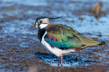 Kiebitz in der Feuchtwiese im Frühjahr.
